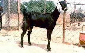 जखराना — बकरी breed