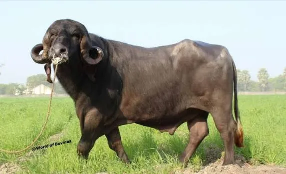जाफ़राबादी — भैंस breed