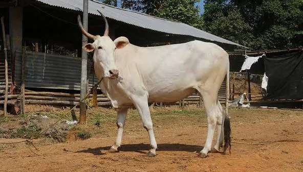 हल्लीकर — गाय breed
