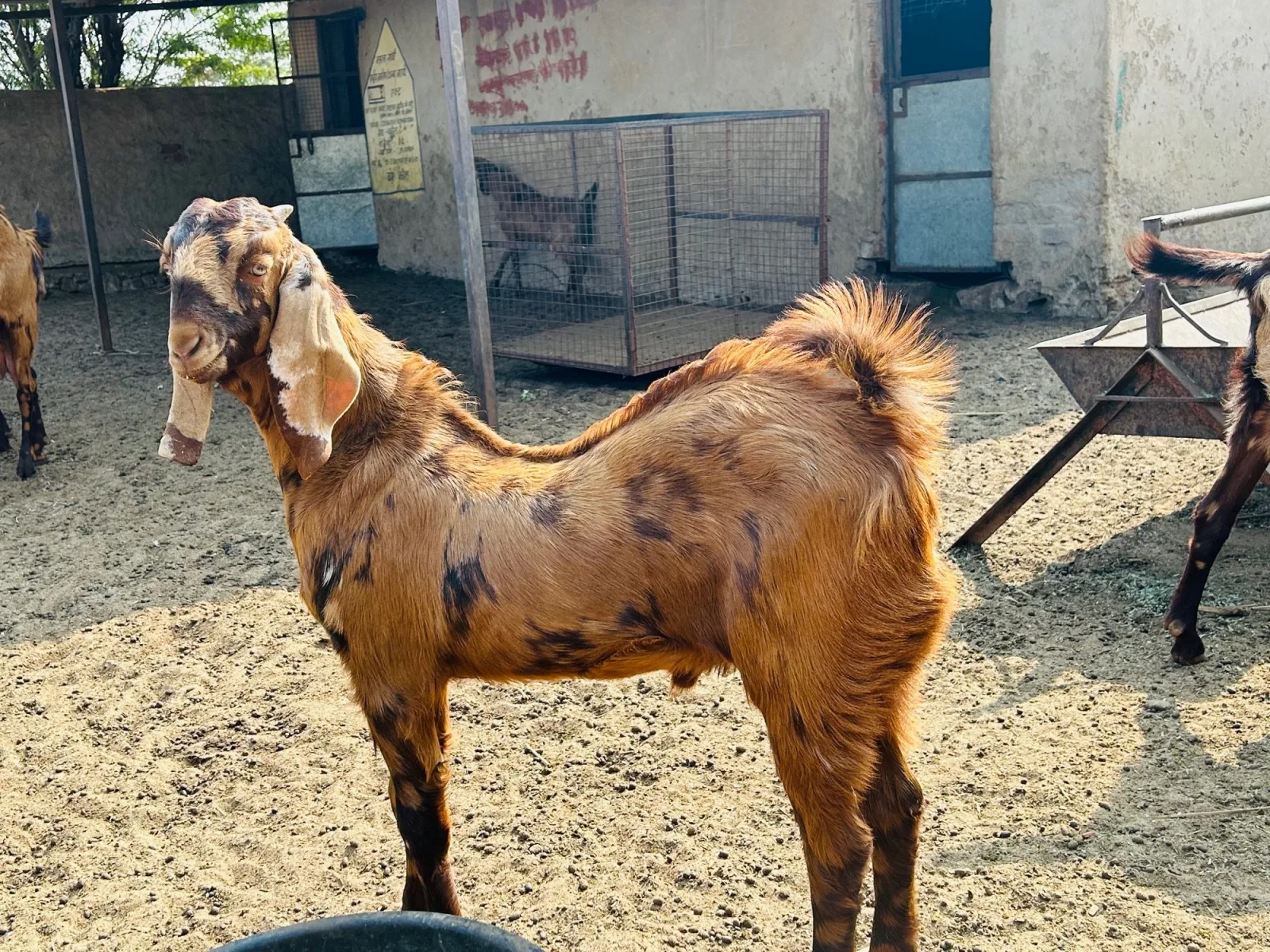 सिरोही — बकरी breed