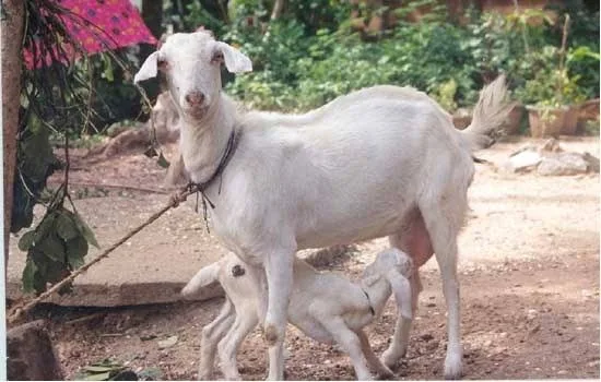 मालाबारी — बकरी breed