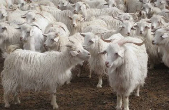 चांगथांगी — बकरी breed