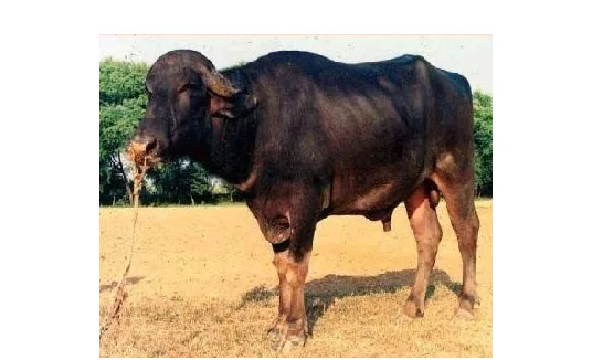 भदावरी — भैंस breed