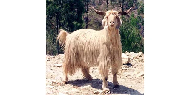Gaddi — Sheep breed