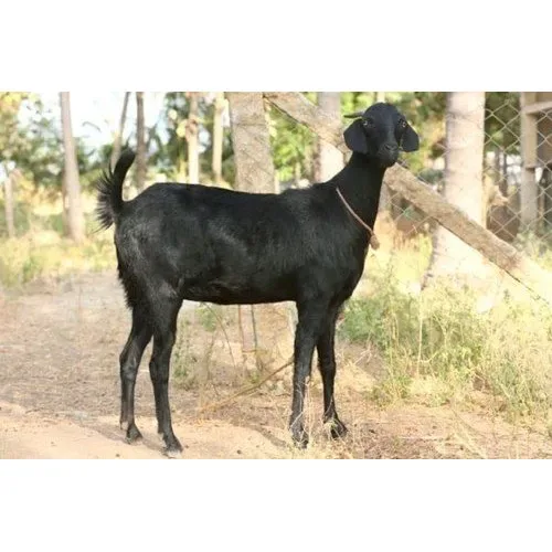 सेलम ब्लैक — बकरी breed