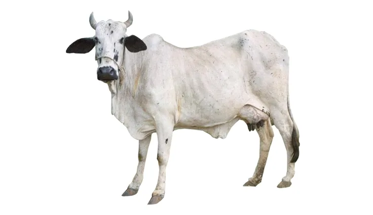 बछौर — गाय breed