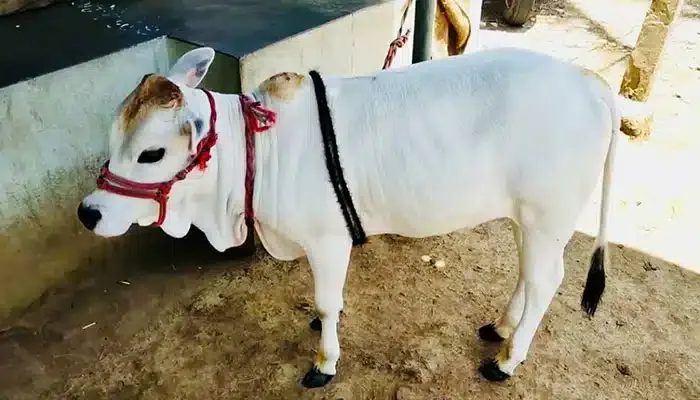 पुंगनूर — गाय breed