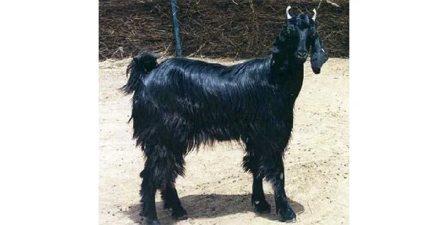 मारवाड़ी — बकरी breed