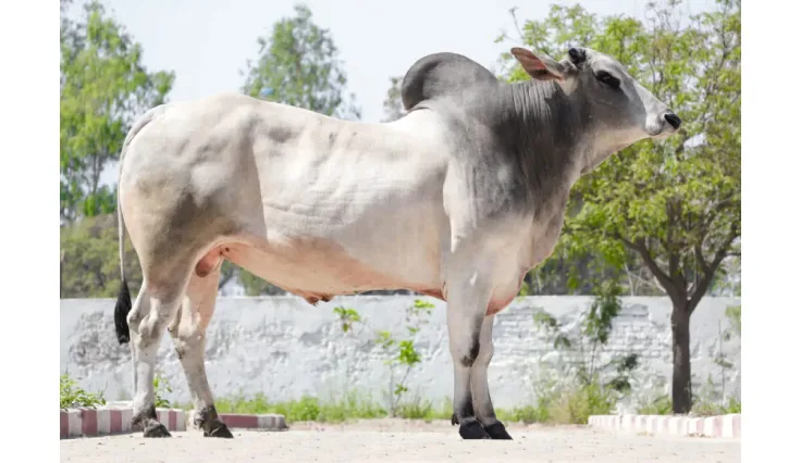 हरियाणा — गाय breed