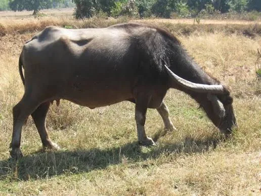 चिलिका — भैंस breed