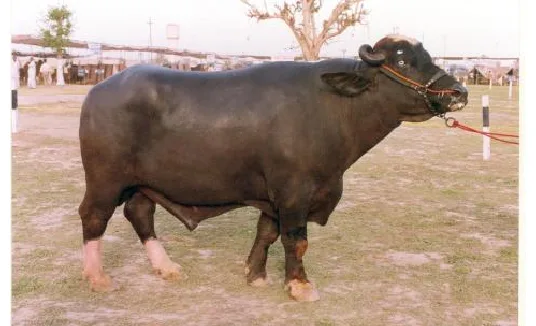 नीली-रावी — भैंस breed