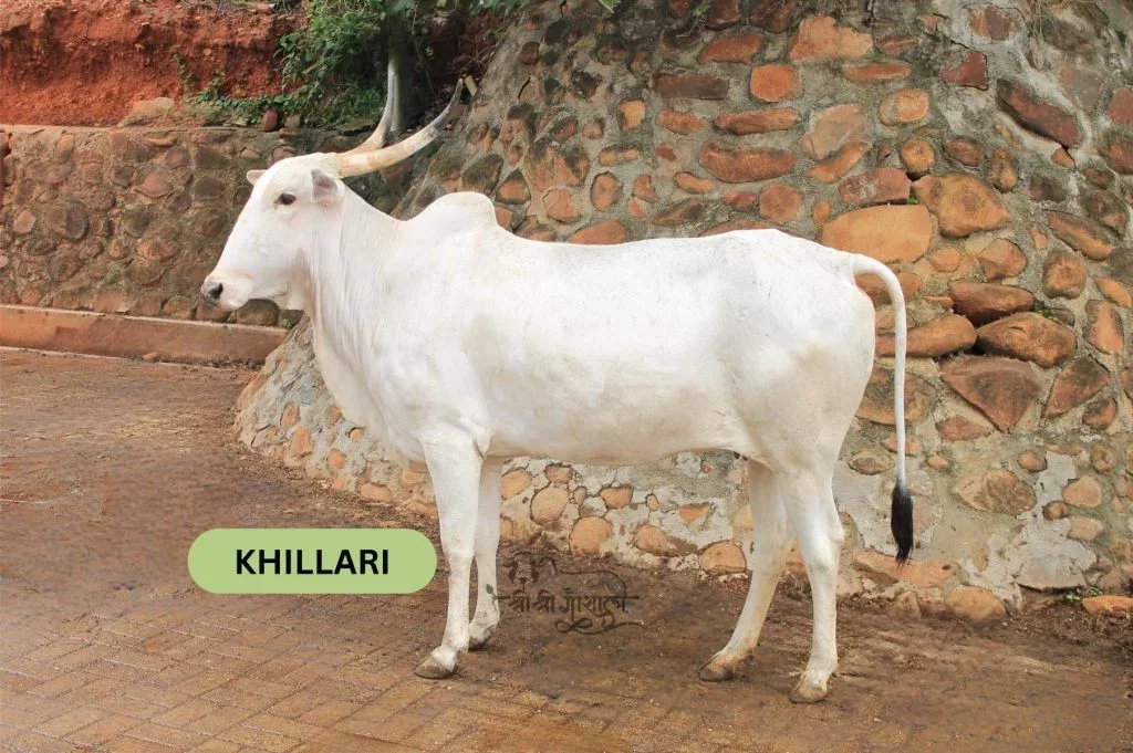 खिल्लारी — गाय breed