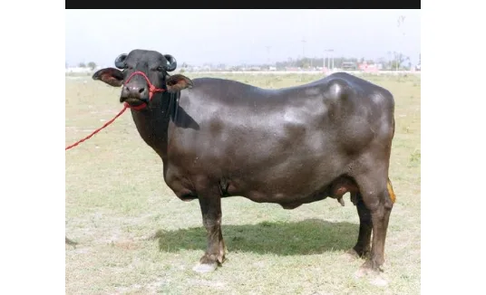 मुर्रा — भैंस breed