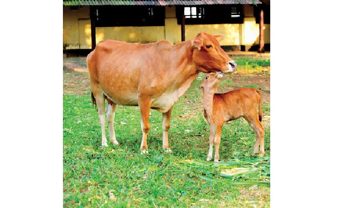 वेचूर — गाय breed