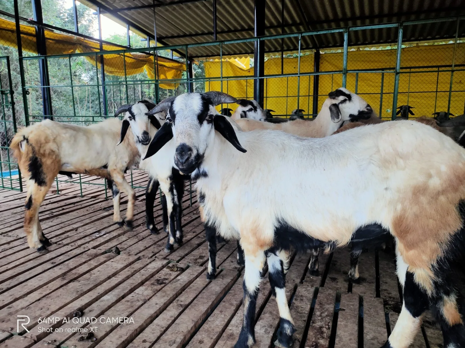 Nellore — Sheep breed