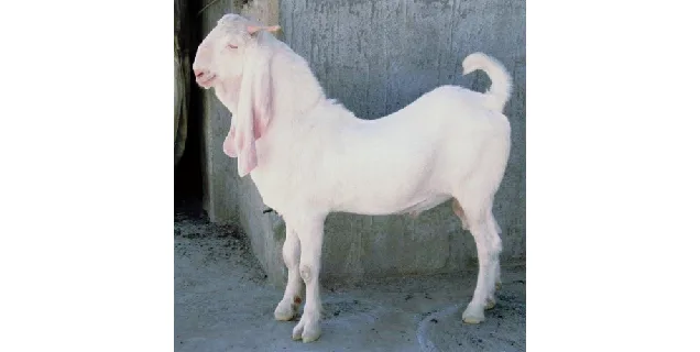 जमुनापारी — बकरी breed
