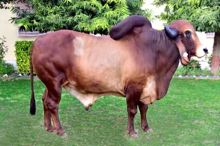लाल सिंधी — गाय breed