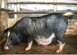 Tenyi Vo — Pig breed