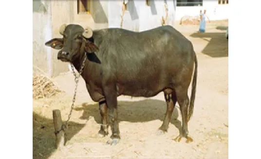 मेहसाणा — भैंस breed