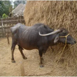 कालाहांडी — भैंस breed