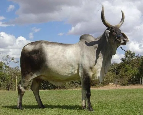 कांकरेज — गाय breed