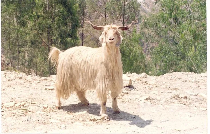 गद्दी — बकरी breed