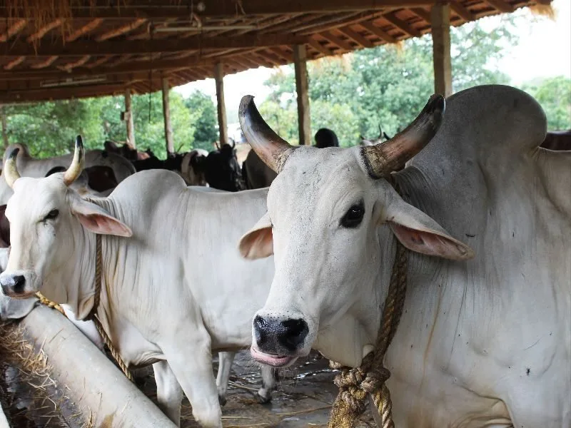 गंगातीरी — गाय breed