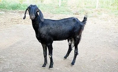 उस्मानाबादी — बकरी breed
