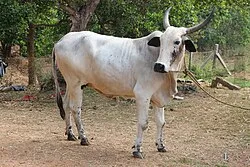 देवनी — गाय breed