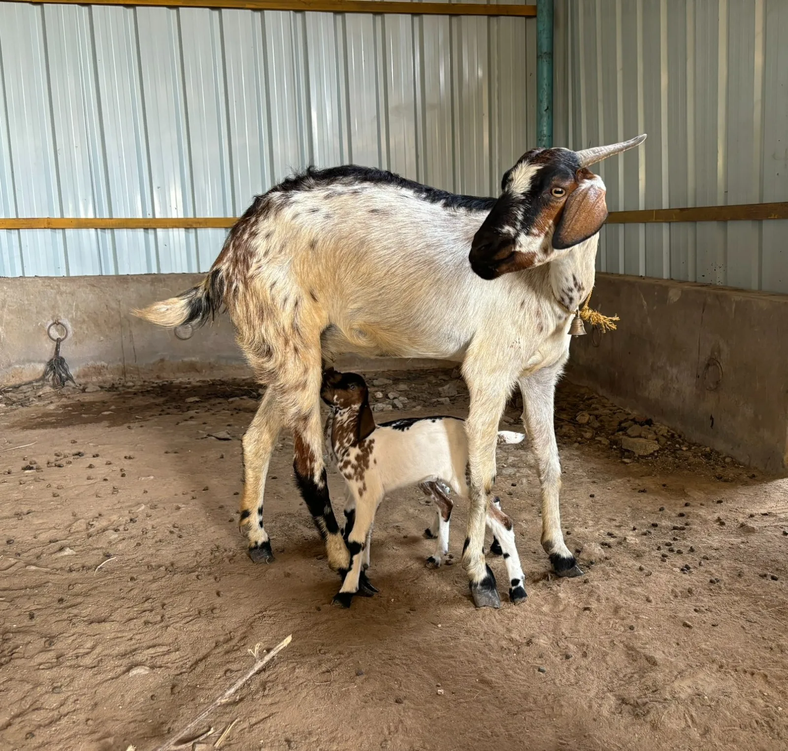 कन्नी अडु — बकरी breed