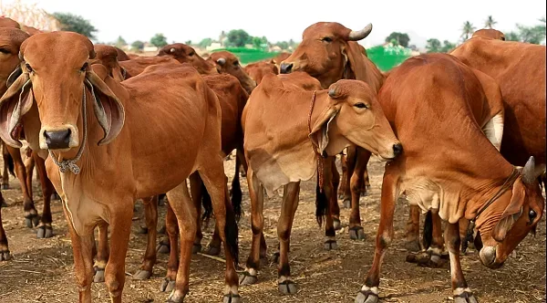 गिर — गाय breed