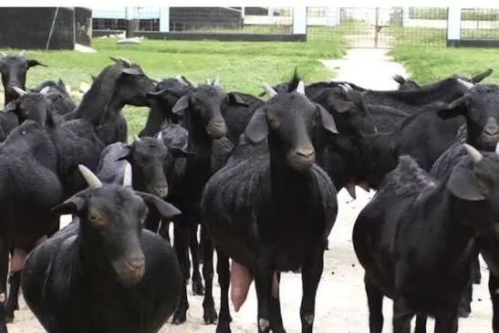 ब्लैक बंगाल — बकरी breed