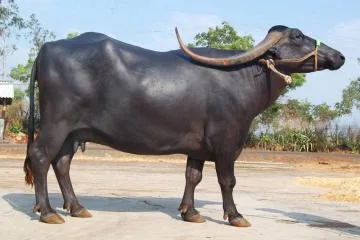 पंढरपुरी — भैंस breed