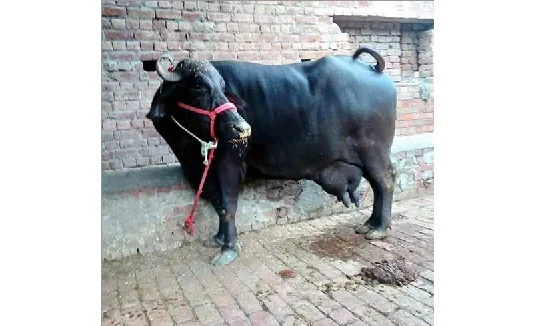 बन्नी — भैंस breed