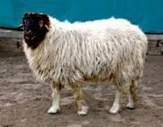 Chokla — Sheep breed