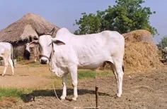 ओंगोल — गाय breed