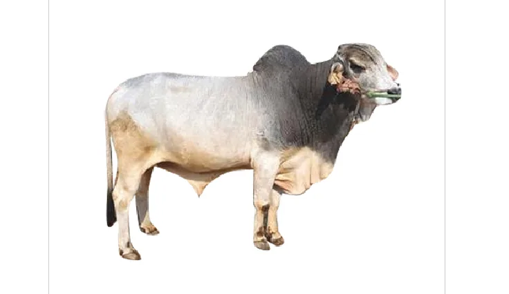थारपारकर — गाय breed