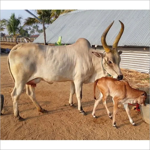 कंगायम — गाय breed