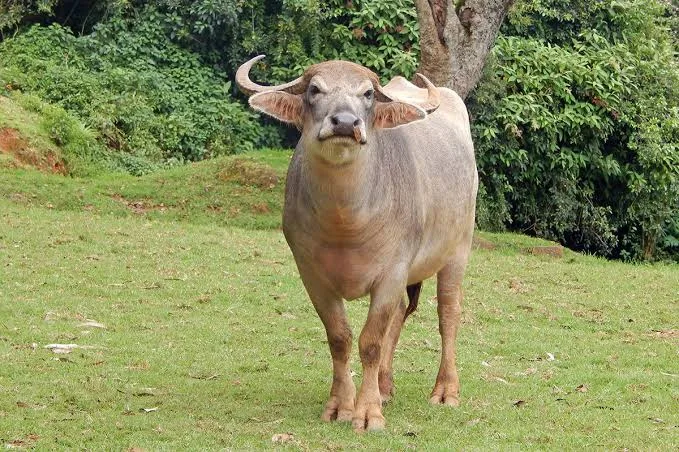 टोडा — भैंस breed