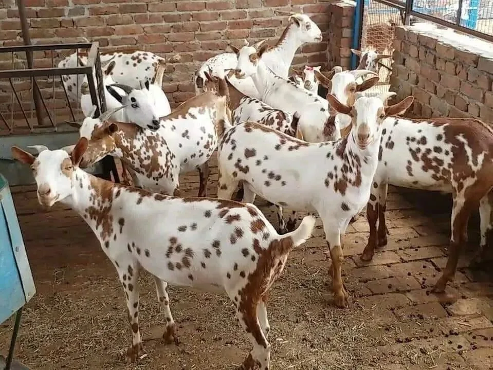 बरबरी — बकरी breed
