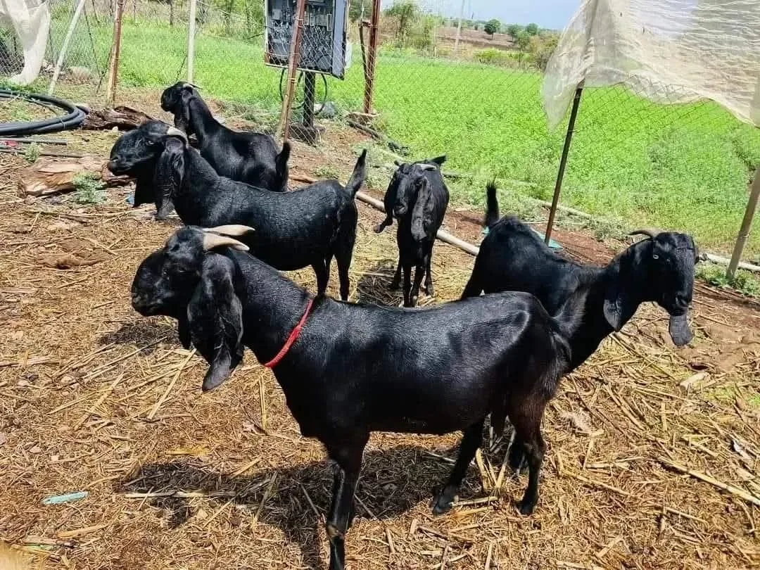 बीटल — बकरी breed