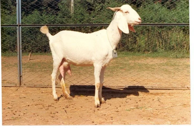 सुरती — बकरी breed